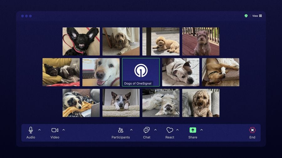 The Dogs of OneSignal: Our Remote-First Office Companions